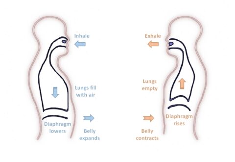 What Is Diaphragmatic Breathing And Why Should I Do It The